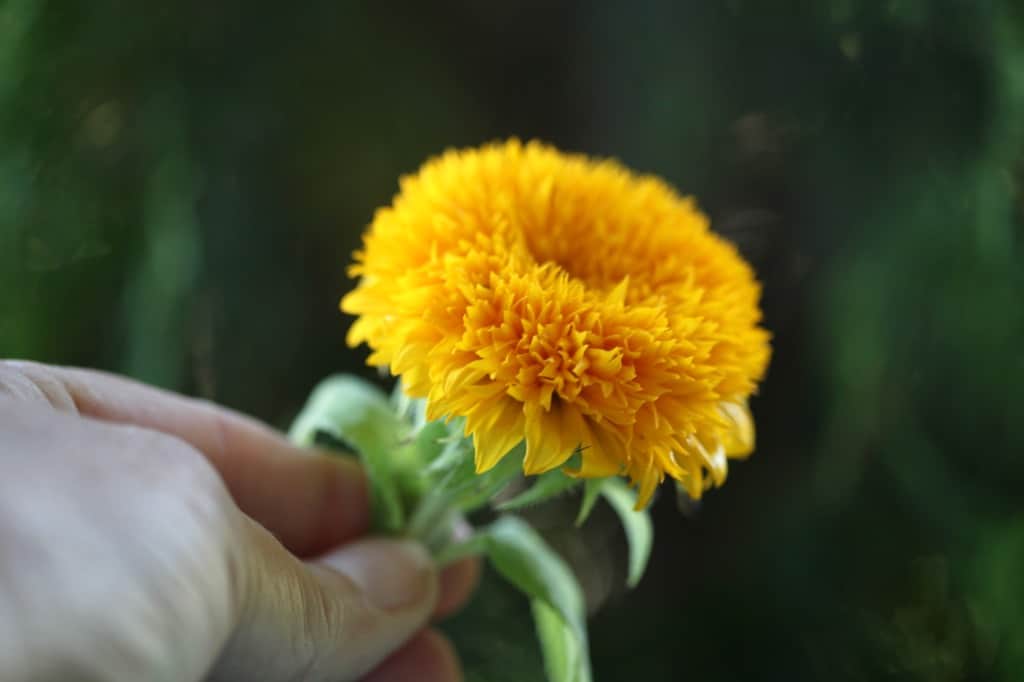 a hand holding a yellow teddy bear sunflower bloom