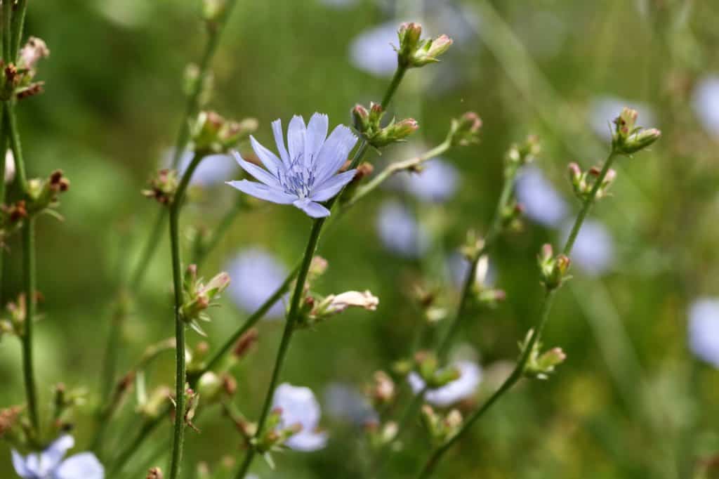 wild chicory growing in the garden