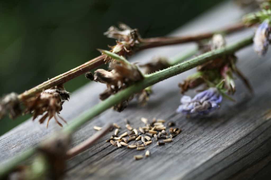 wild chicory stems, seed heads, and seeds, on a wooden railing