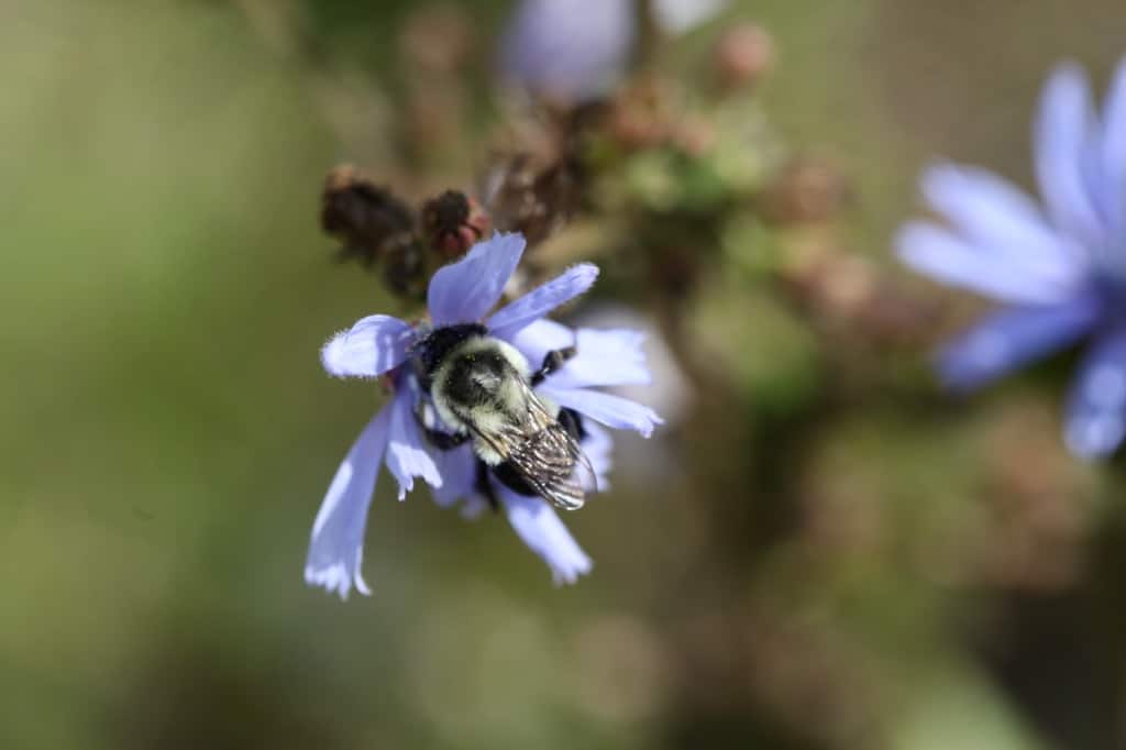 a bee on a blue chicory flower