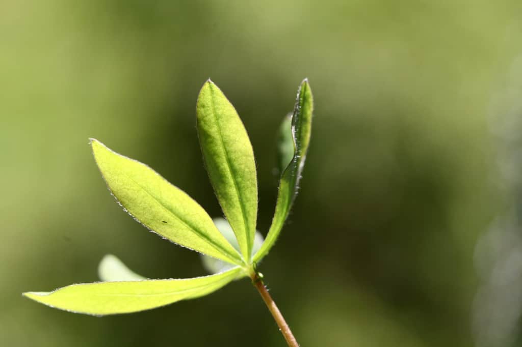 a lupine seedling leaf glowing in the sunlight grown from winter sown lupine seeds