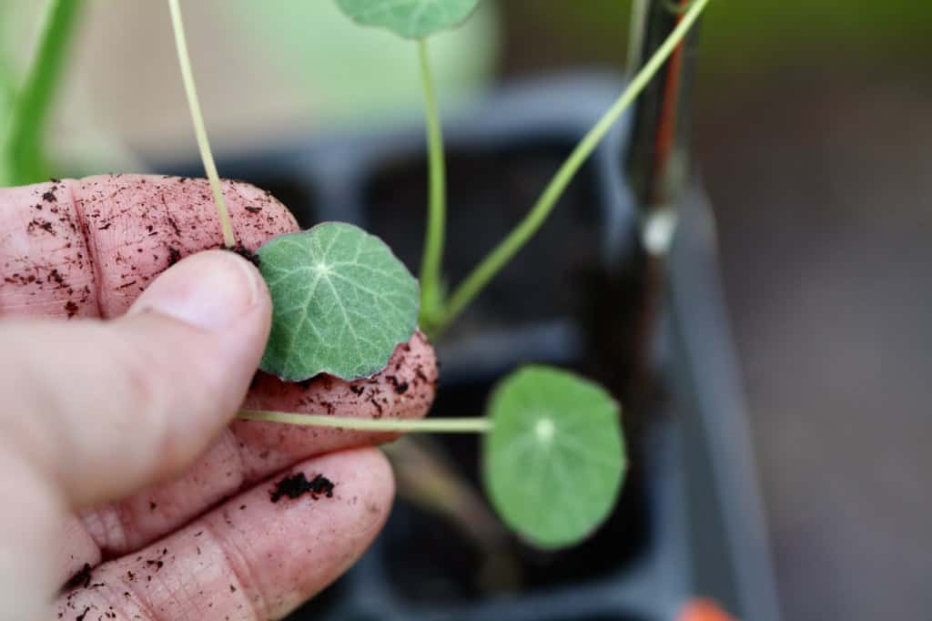 a hand holding a nasturtium seedling leaf