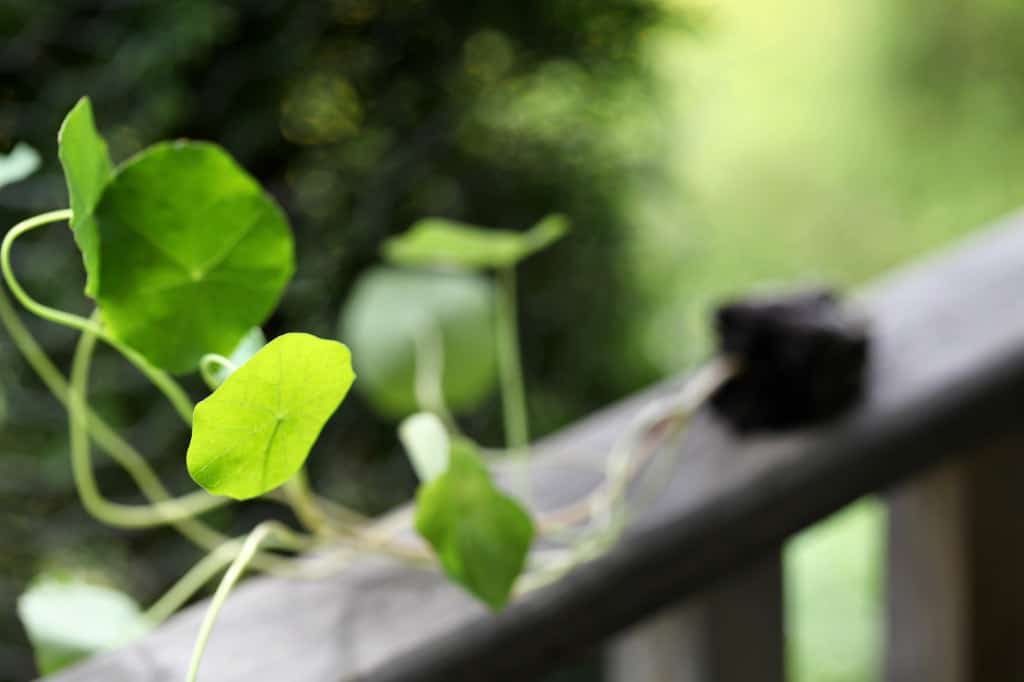 a nasturtium seedling on a wooden railing