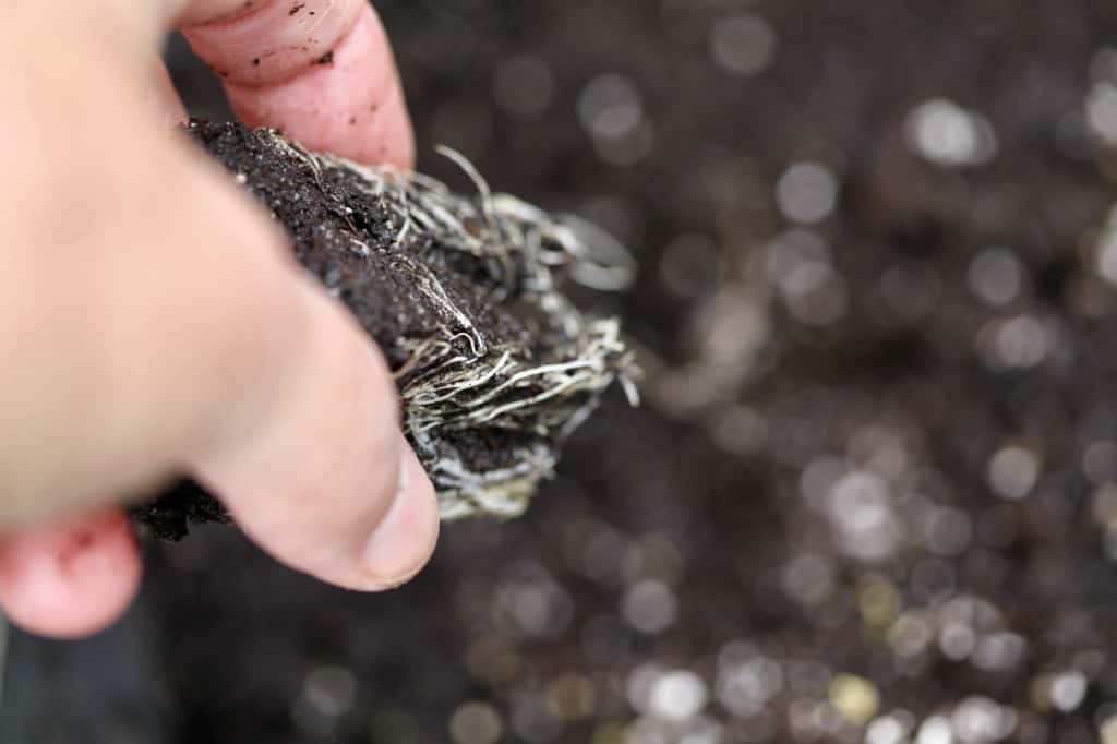 a hand transplanting a nasturtium seedling