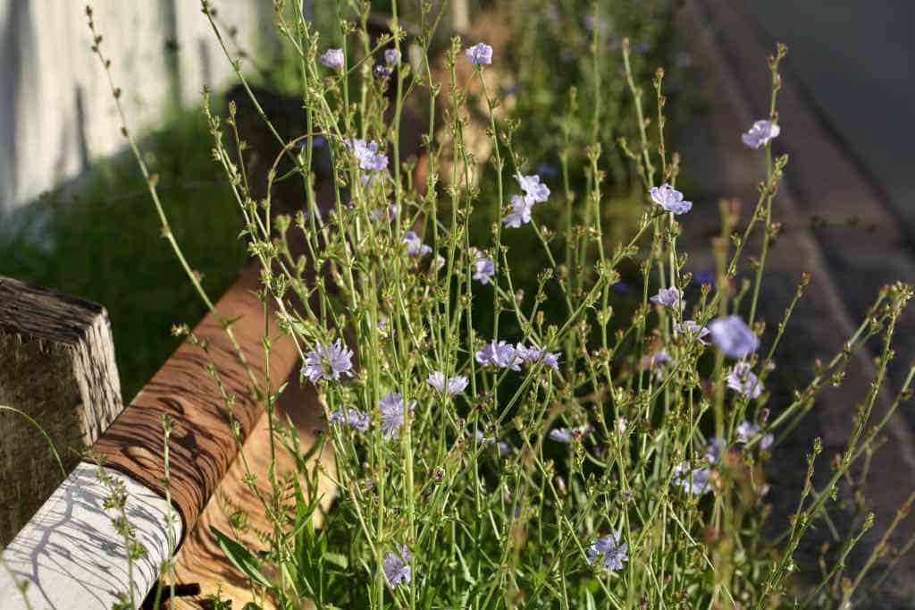 wide chicory growing along a roadway