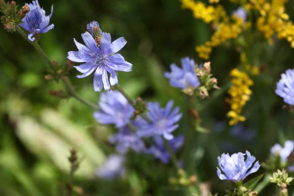 purple flowers in the field