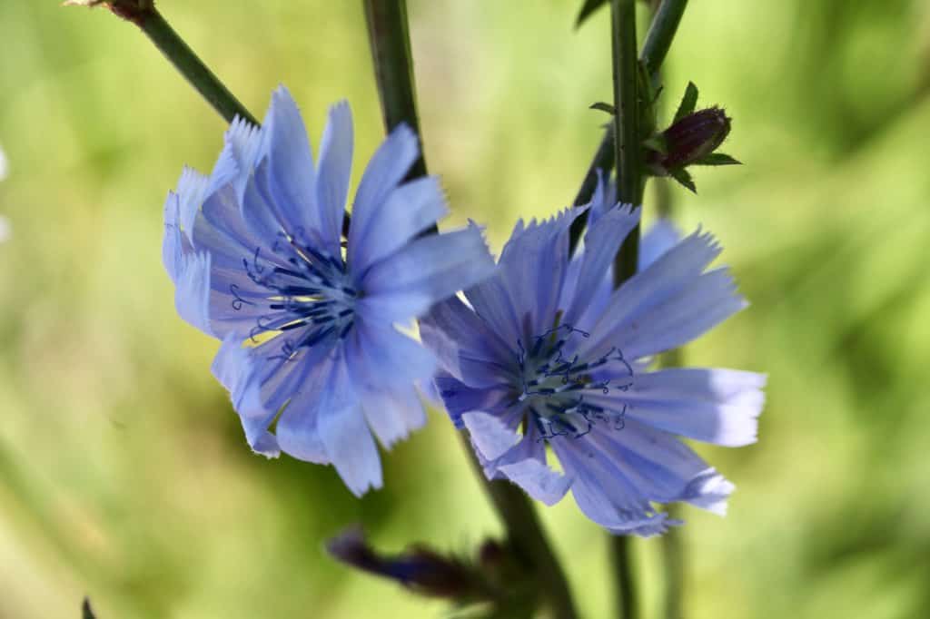 blue flowers on long stems growing in the garden