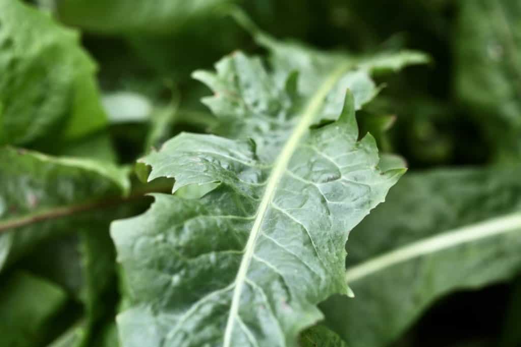 a wild chicory leaf