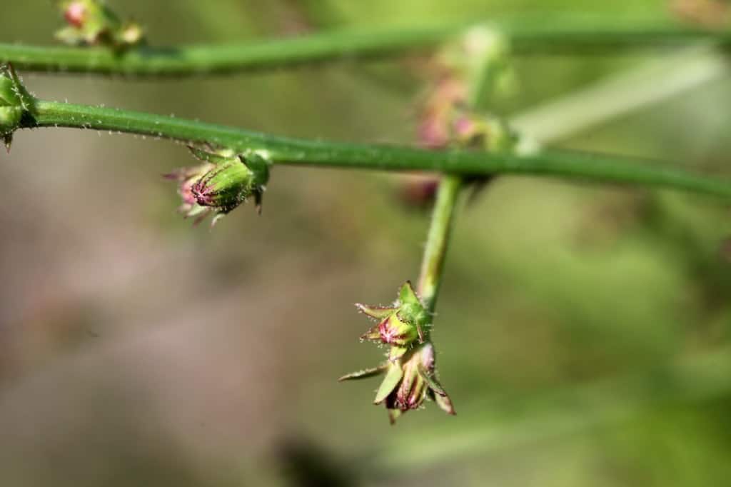 wild chicory flower buds on stems in early summer