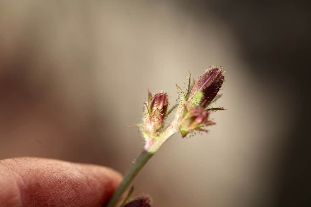 a hand holding a stem with wild chicory flower buds