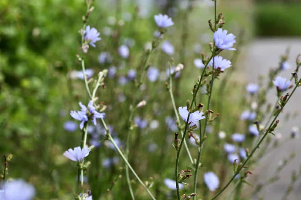 wild chicory growing at the roadside