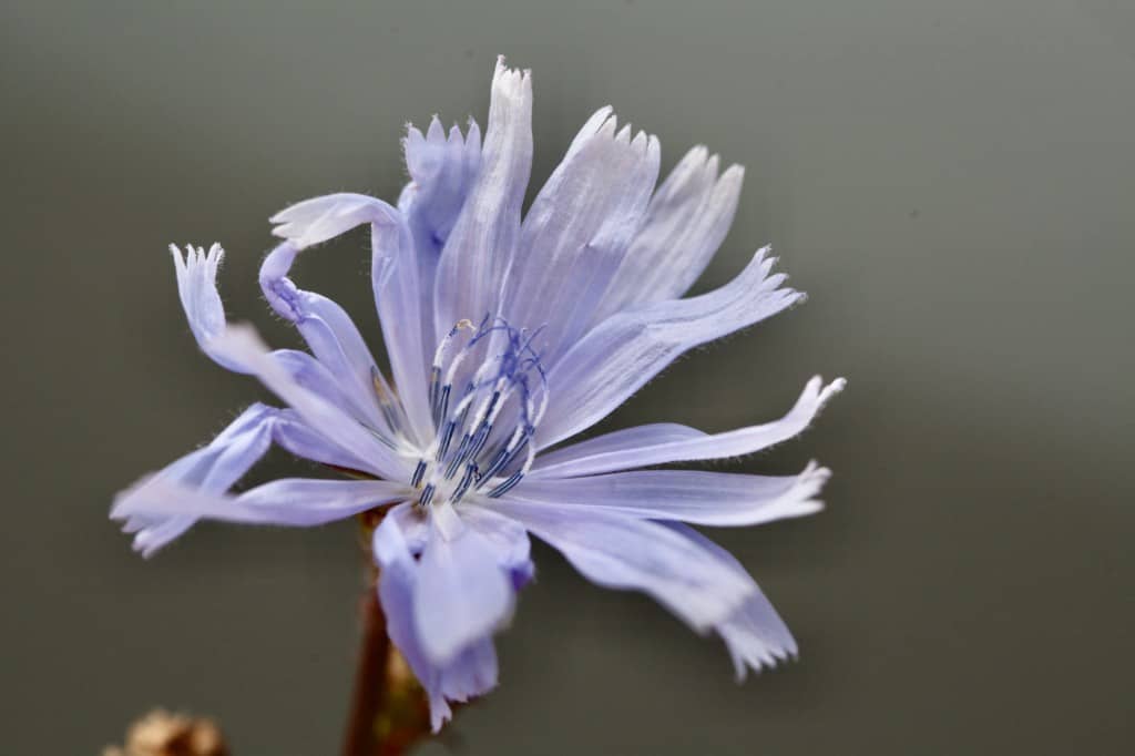 a light purple chicory bloom