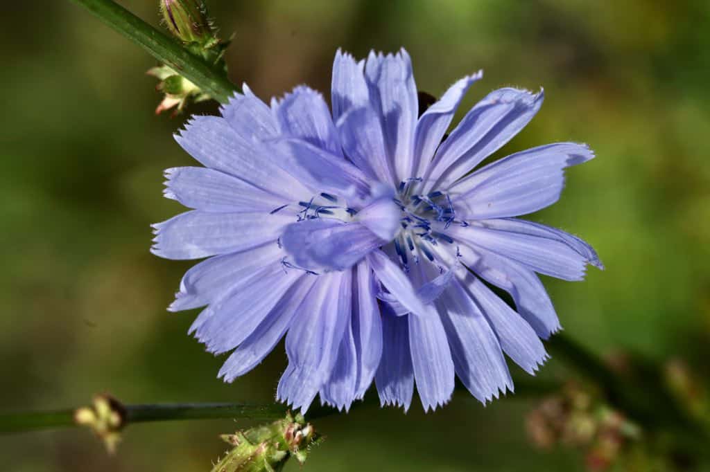 blue chicory flowers