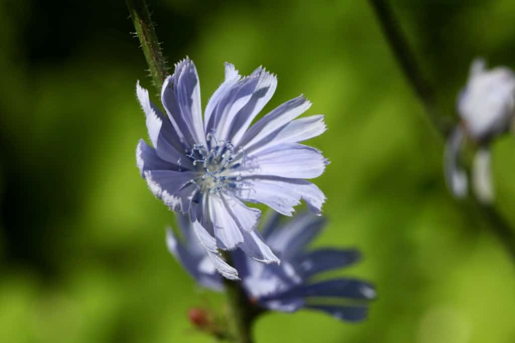 wild chicory in the garden 