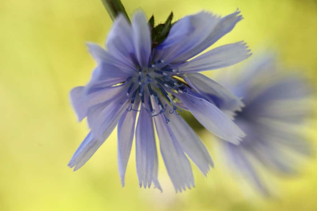 wild chicory flowers