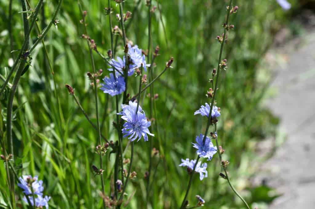 blue flowers at the roadside