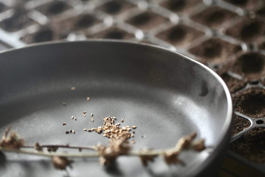 a black bowl with chicory seeds and stems on a cell tray for planting