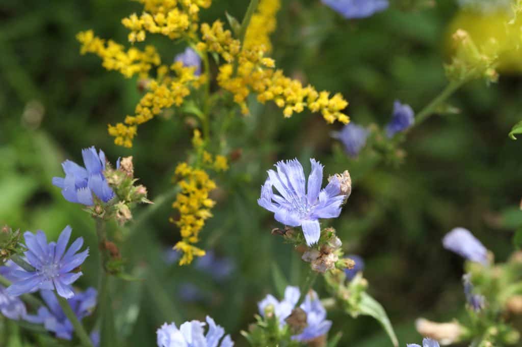 wild chicory plants in the garden