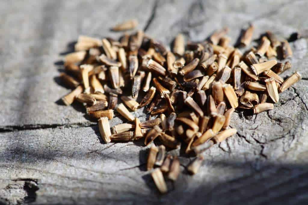 a heart shaped pile of chicory seeds after harvest