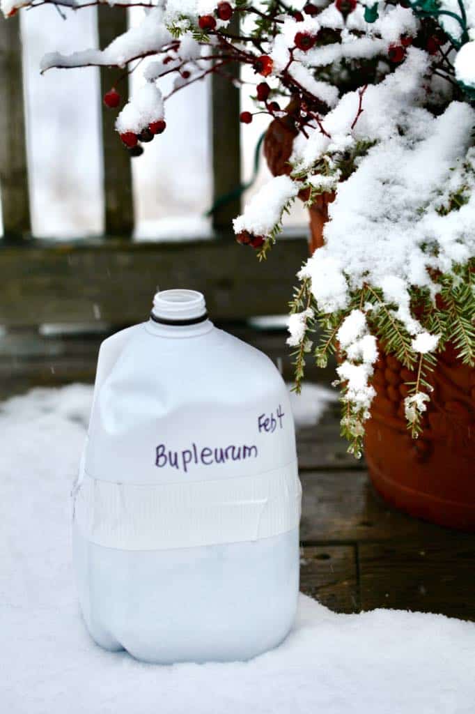 winter sowing in milk jug next to a planter with evergreens