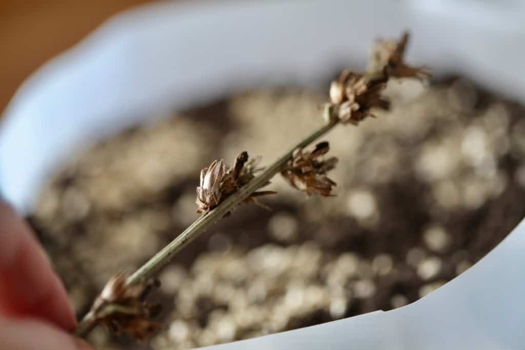 a hand holding a wild chicory stem with seed heads against a winter sown milk jug