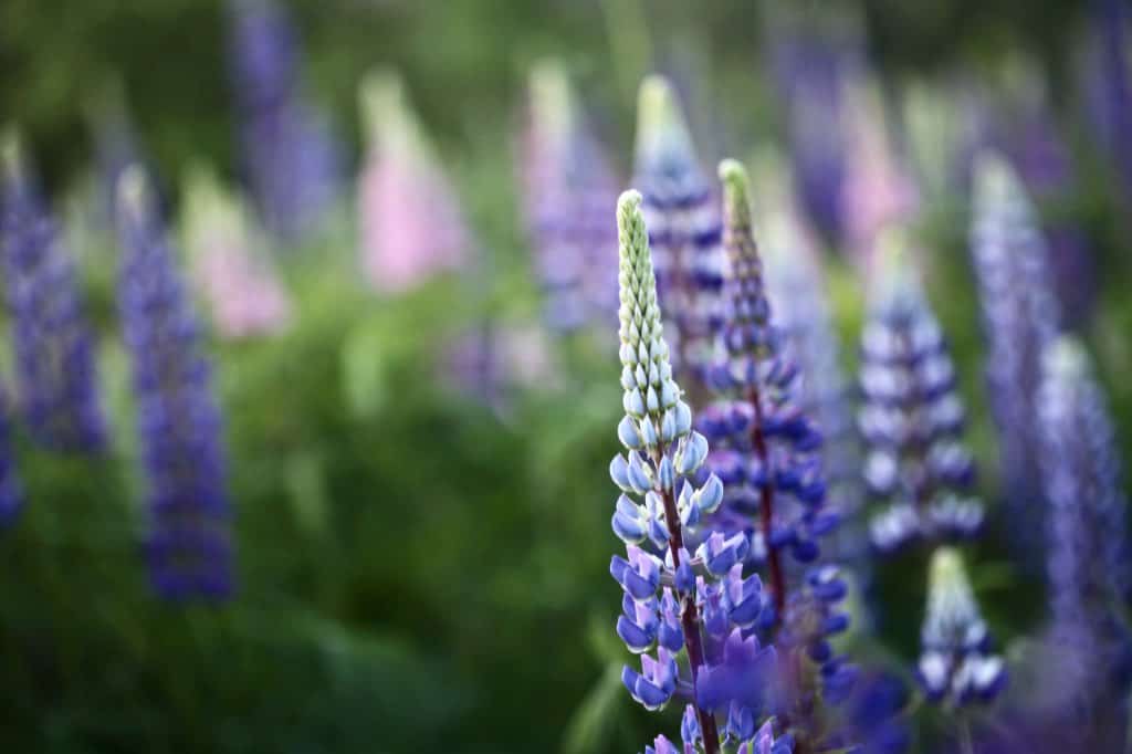 purple and pink lupine flowers growing in a garden