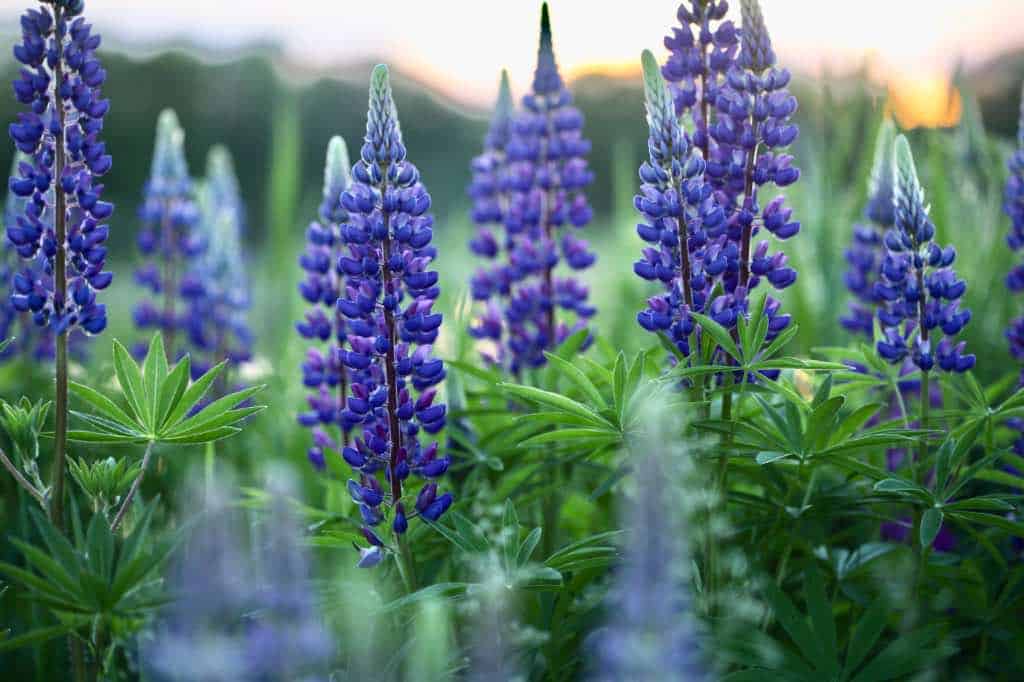 purple lupines grown from winter sown lupine seeds