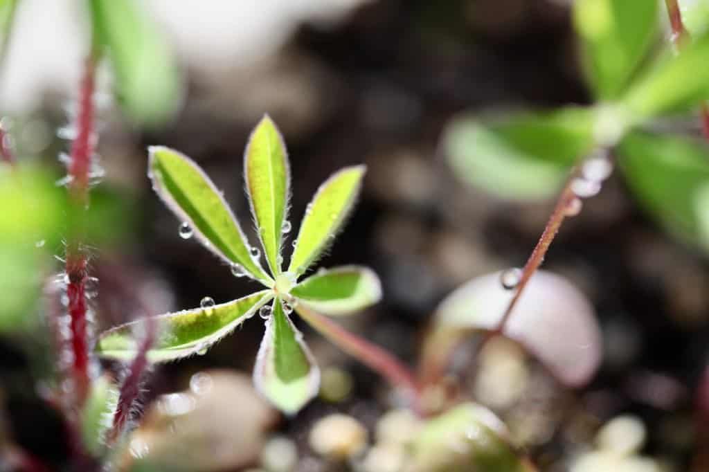 a small winter sown lupine seedling