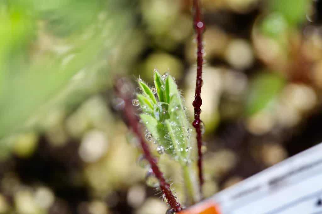 a tiny lupine seedling covered with moisture, in a milk jug