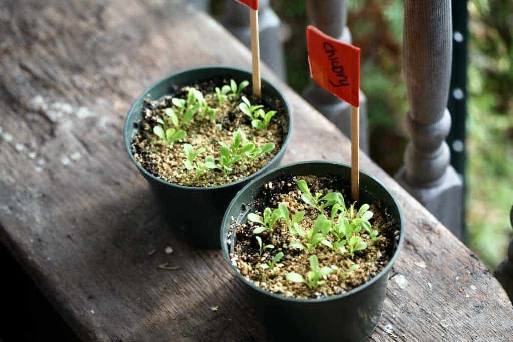 winter sown chicory seedlings in pots