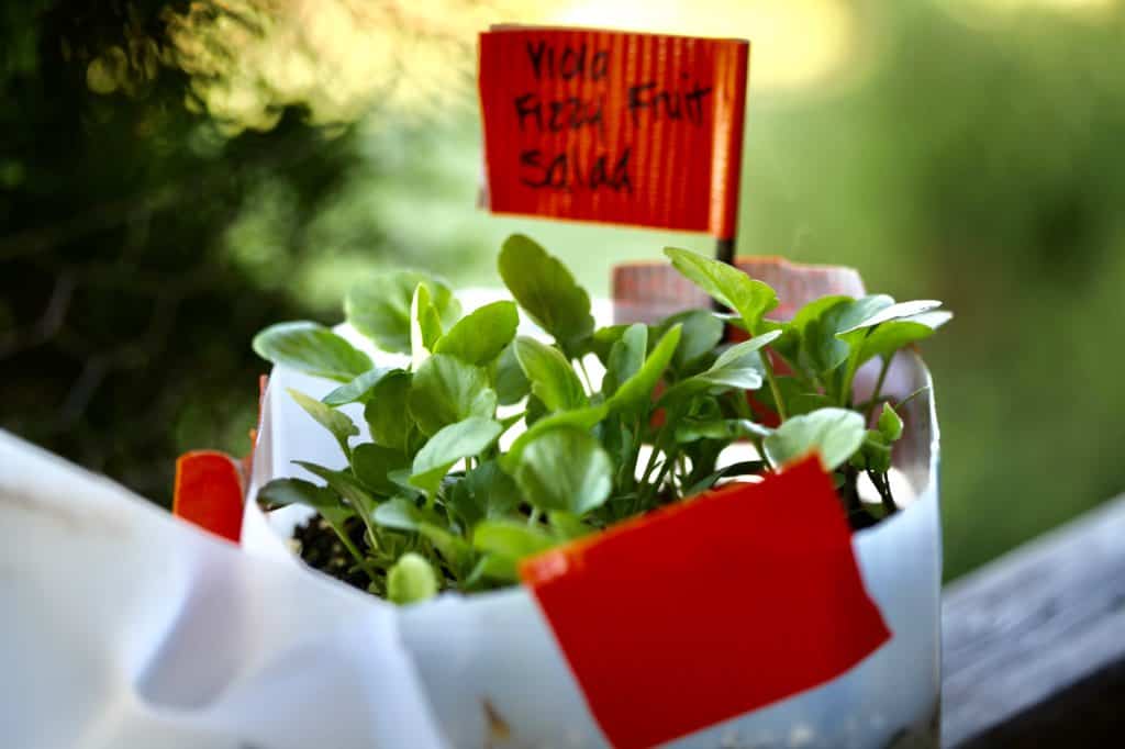 winter sown violas in a milk jug