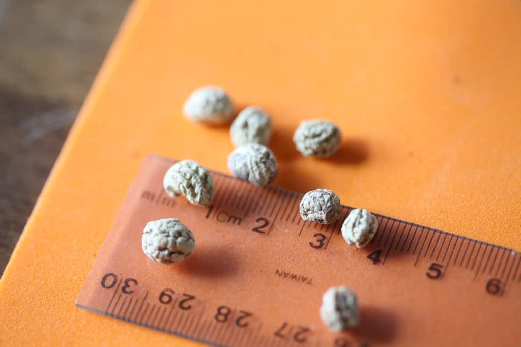 wrinkled and dried nasturtium seeds on a ruler