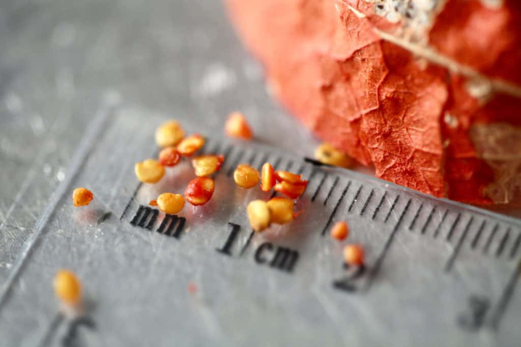 Chinese lantern seeds on a ruler, for winter sowing