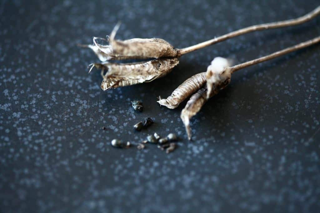Columbine seed pods and seeds