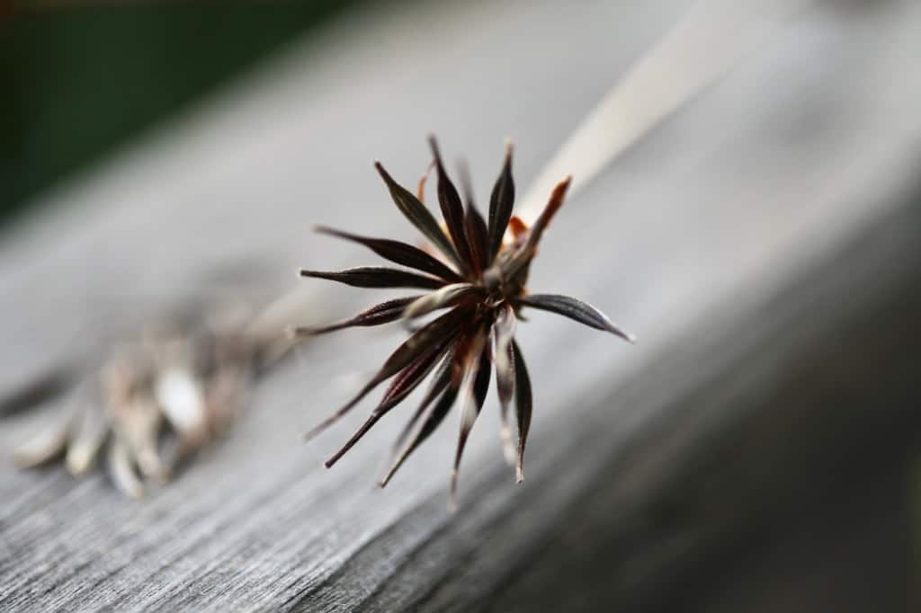 a cosmos Sulphureus seed head against a blurred grey background