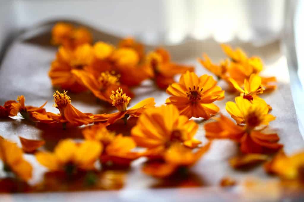 Cosmos sulphureus flowers on a tray