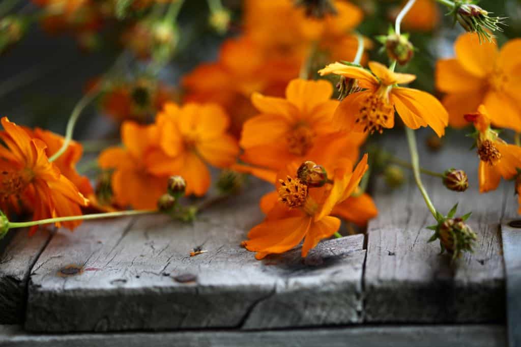 cosmos sulphureus flowers on wood