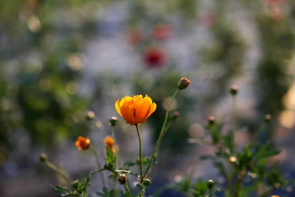 orange flowers of Cosmos sulphureus in the garden