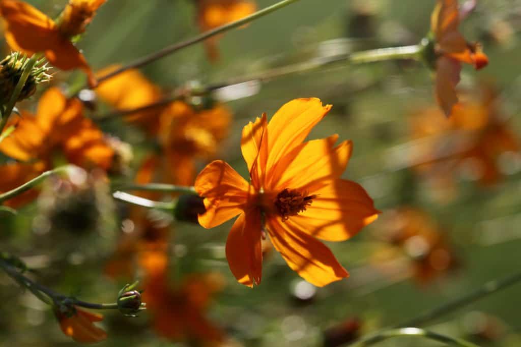 bright orange cosmos flowers