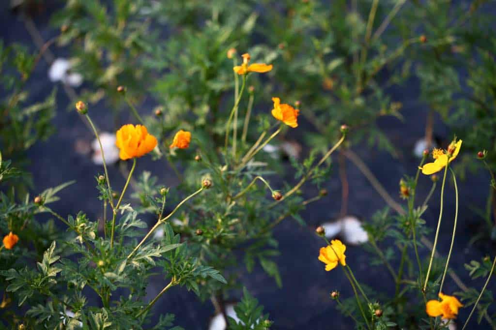 Cosmos sulphureus plants blooming in the garden