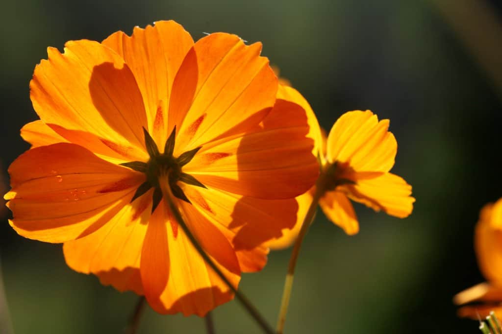 Cosmos sulphureus flowers with an orange light infused glow