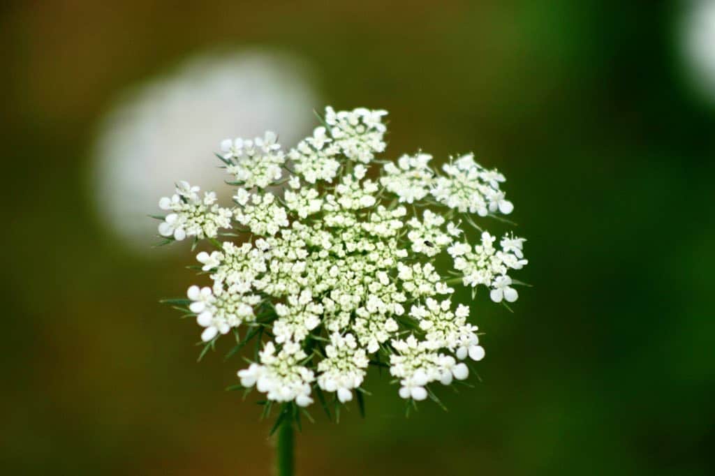 Queen Anne's lace flower, against a blurred background