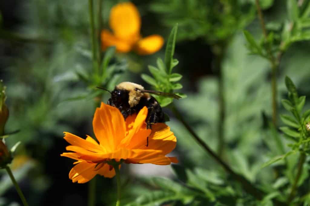 a bee enjoying an orange cosmos sulphurous bloom in the garden