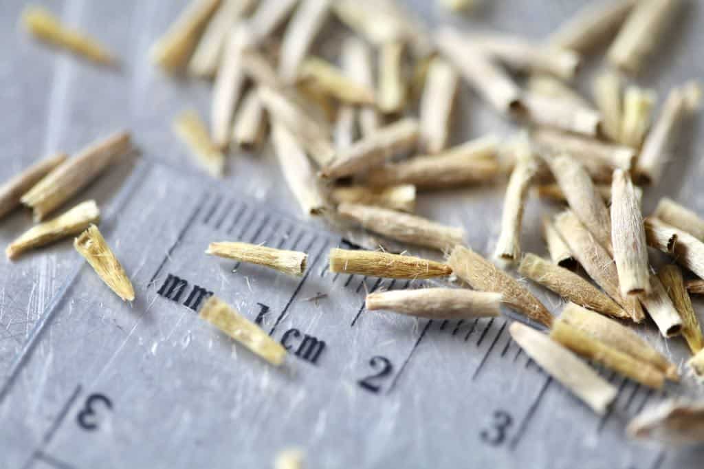a closeup of globe thistle seeds on a ruler, for winter sowing