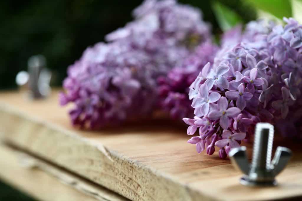 lilac flowers on a wooden diy flower press