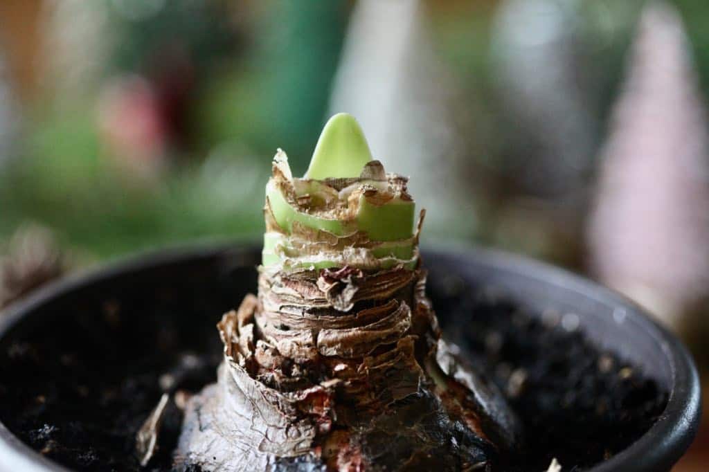 a mature amaryllis bulb
