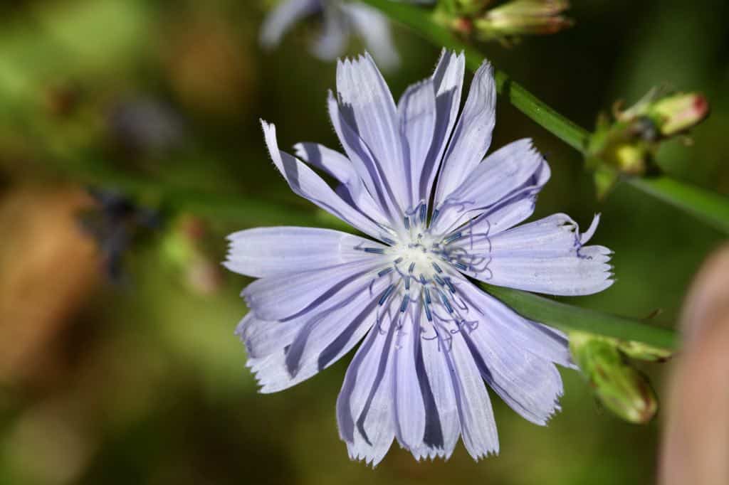 a wild chicory flower, or inflorescence, made up of smaller flowers or florets