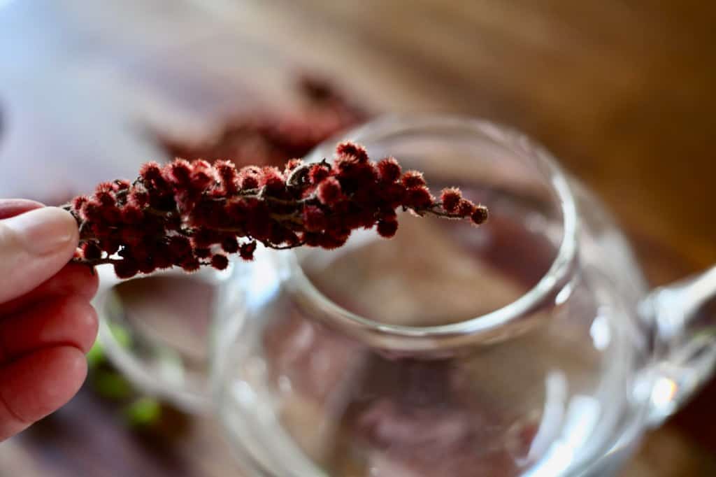 adding sumac berry clusters to a teapot of water to infuse the tea