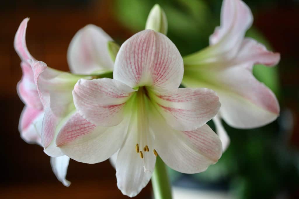 a white and pink amaryllis in full bloom