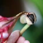 a hand holding an amaryllis seed pod splitting open to reveal the seeds inside